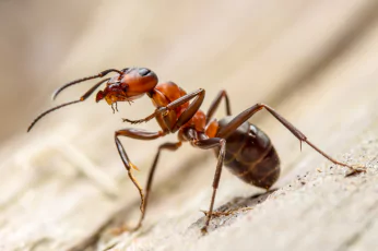 Ant Control Lyndhurst