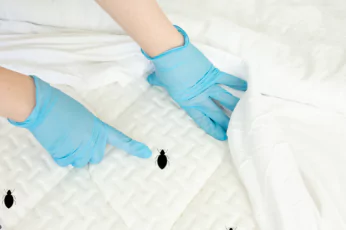 Bedbug Control Lyndhurst