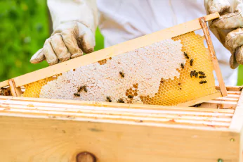 Bees Control Lyndhurst