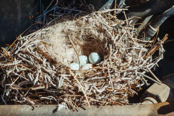 Bird Nest Removal Lyndhurst