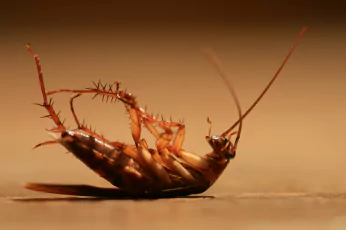 Cockroach Control Lyndhurst