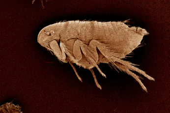 Flea Control Lyndhurst