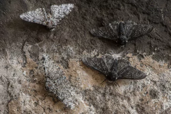 Moth Control Lyndhurst