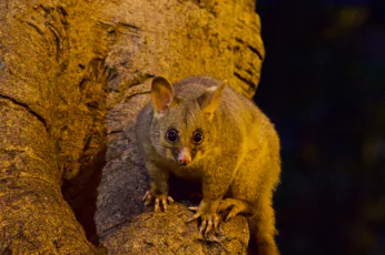 Possum Removal Lyndhurst