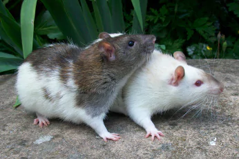Rodent Control Lyndhurst