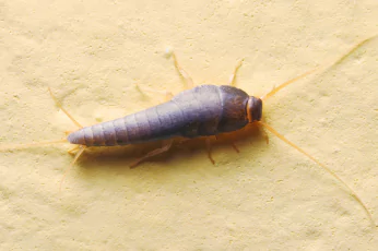 Silverfish Control Lyndhurst