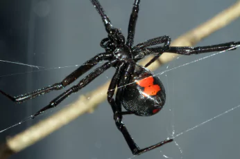 Spider Control Lyndhurst