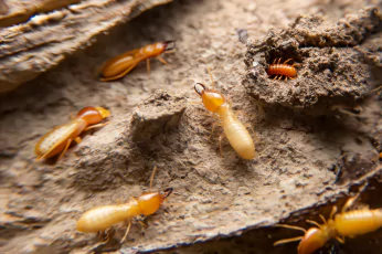 Termite Control Lyndhurst
