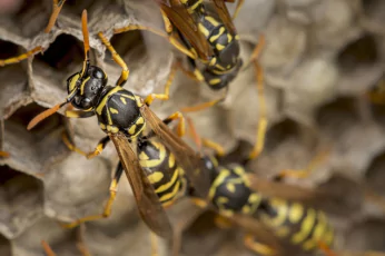 Wasp Control Lyndhurst